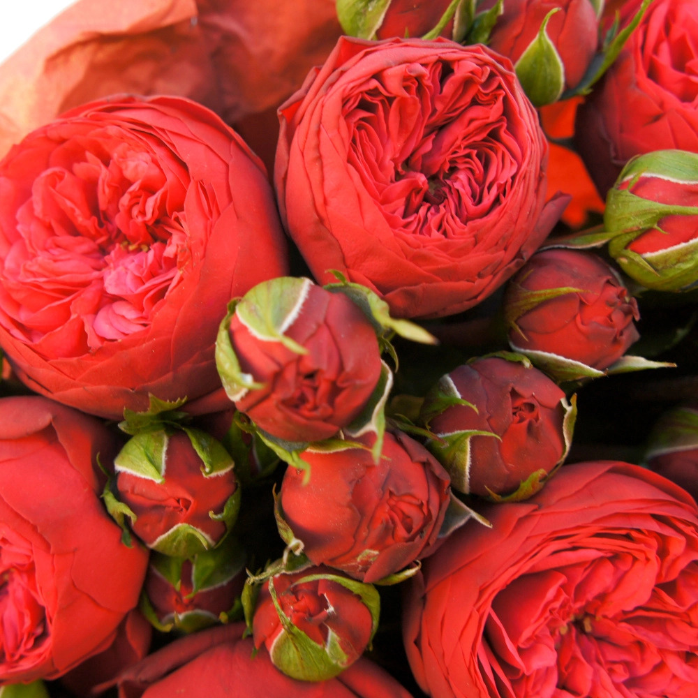 Букет из кустовых пионовидных роз Red Piano в Зеленогорске Красноярского края